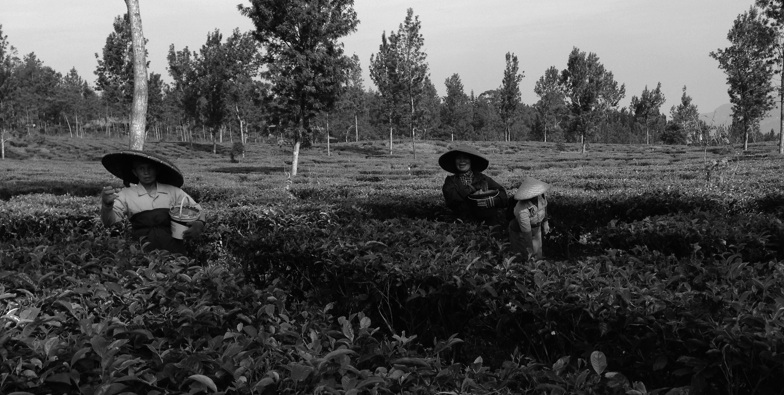 Sipef Reports Lower Tea Output in Cibuni, West Java