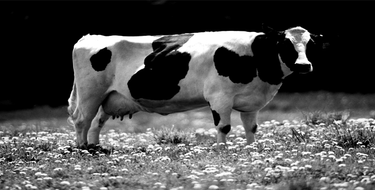RNI to Acquire a Breeding Firm in Australia